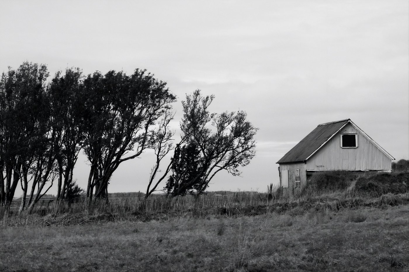 Black-and-white photograph by Rebecca Kavalchuck: wind-bent trees beside a weathered barn in an open field