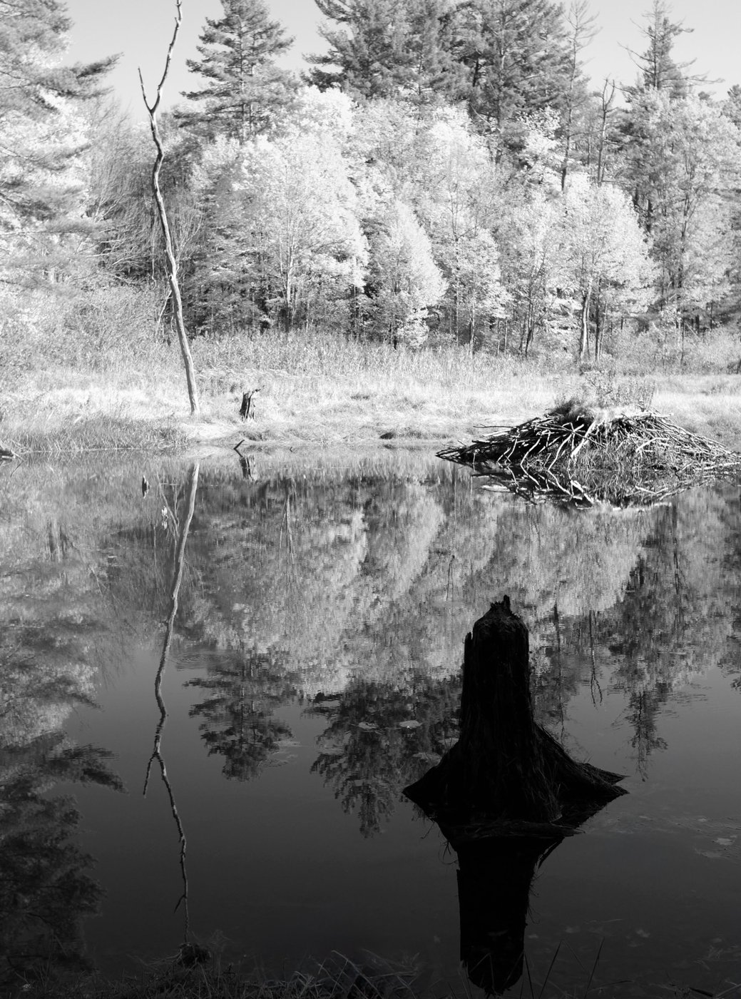 Black-and-white photograph by Rebecca Kavalchuck: a beaver lodge and tree stump reflected in a still woodland pond
