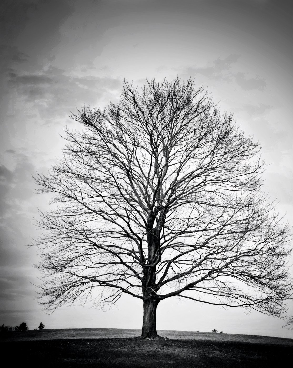 Black-and-white photograph by Rebecca Kavalchuck: a lone bare tree on a hilltop under a cloudy sky